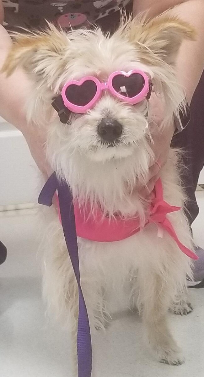 Images Wayne Heights Animal Hospital