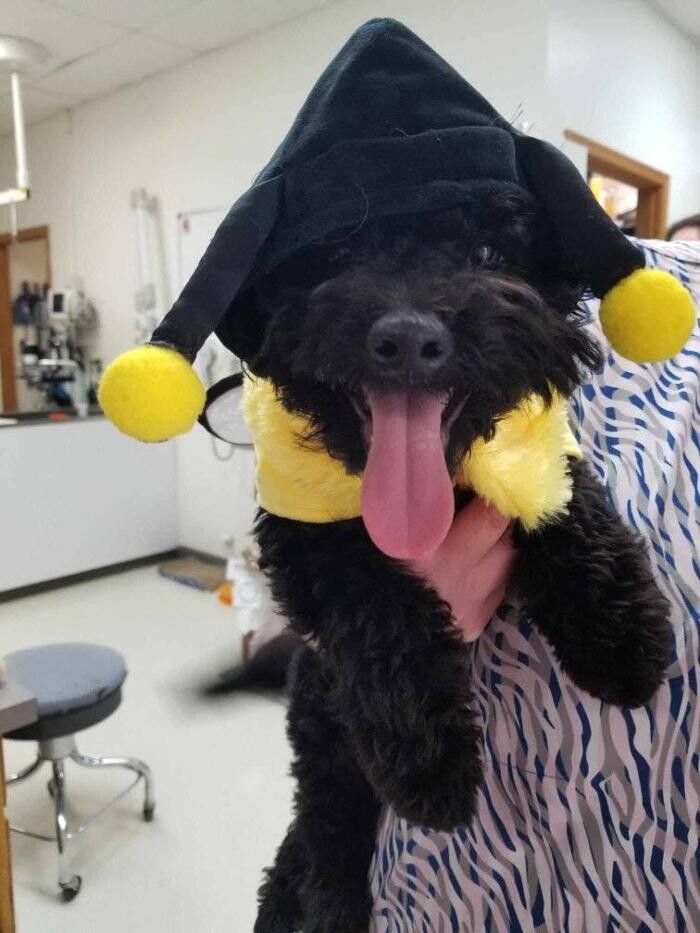 Images Wayne Heights Animal Hospital