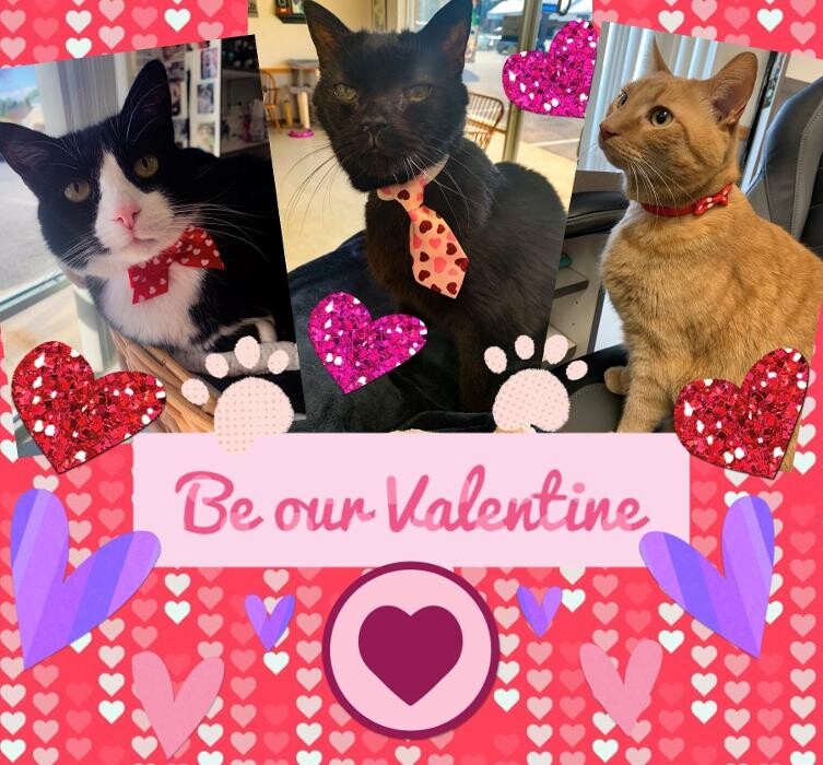 Images Wayne Heights Animal Hospital