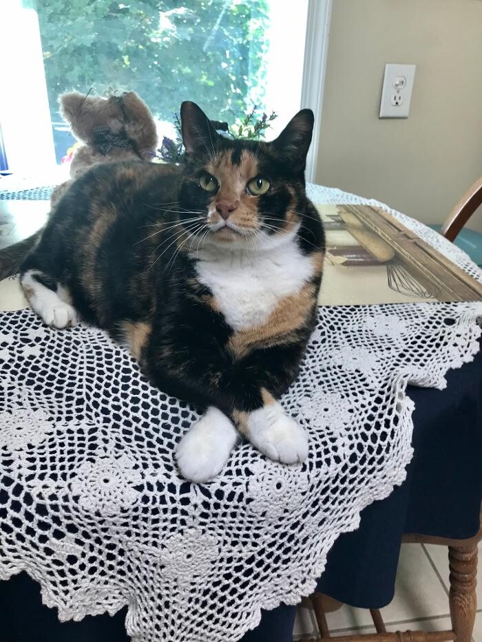 Images Wayne Heights Animal Hospital