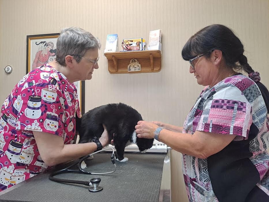 Images Wayne Heights Animal Hospital