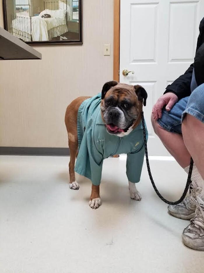 Images Wayne Heights Animal Hospital