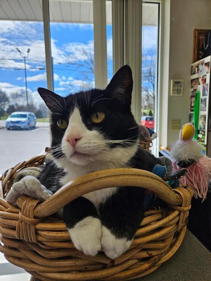 Images Wayne Heights Animal Hospital