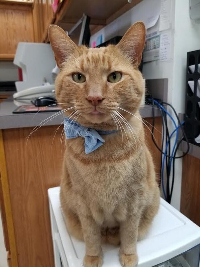 Images Wayne Heights Animal Hospital