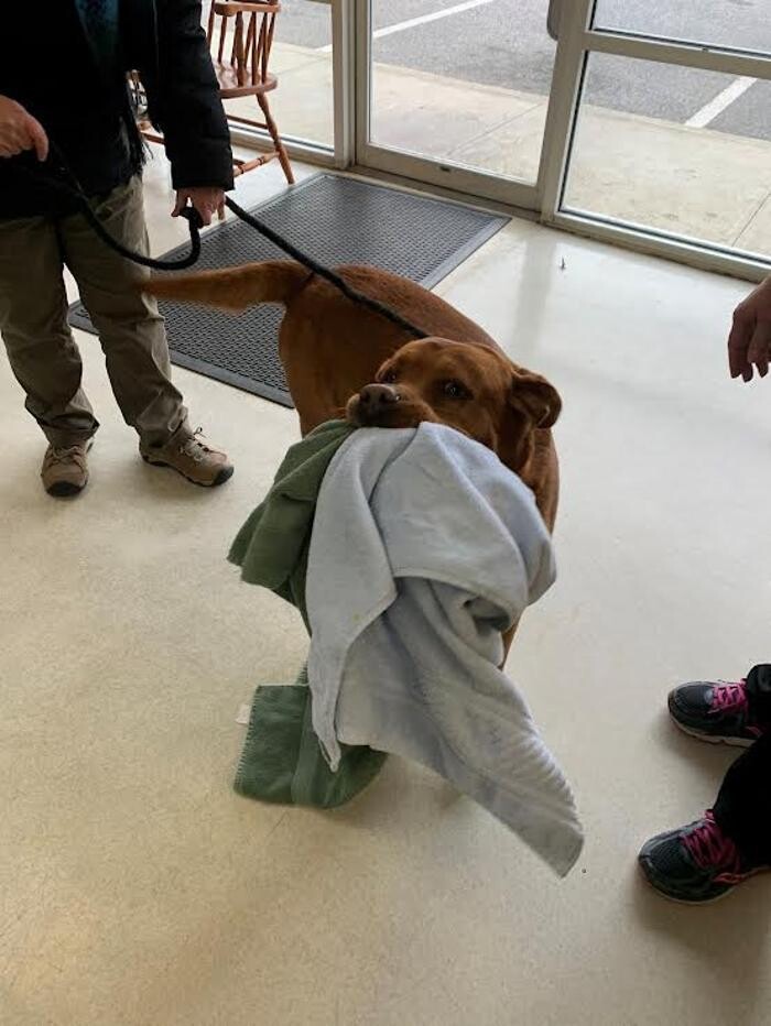 Images Wayne Heights Animal Hospital