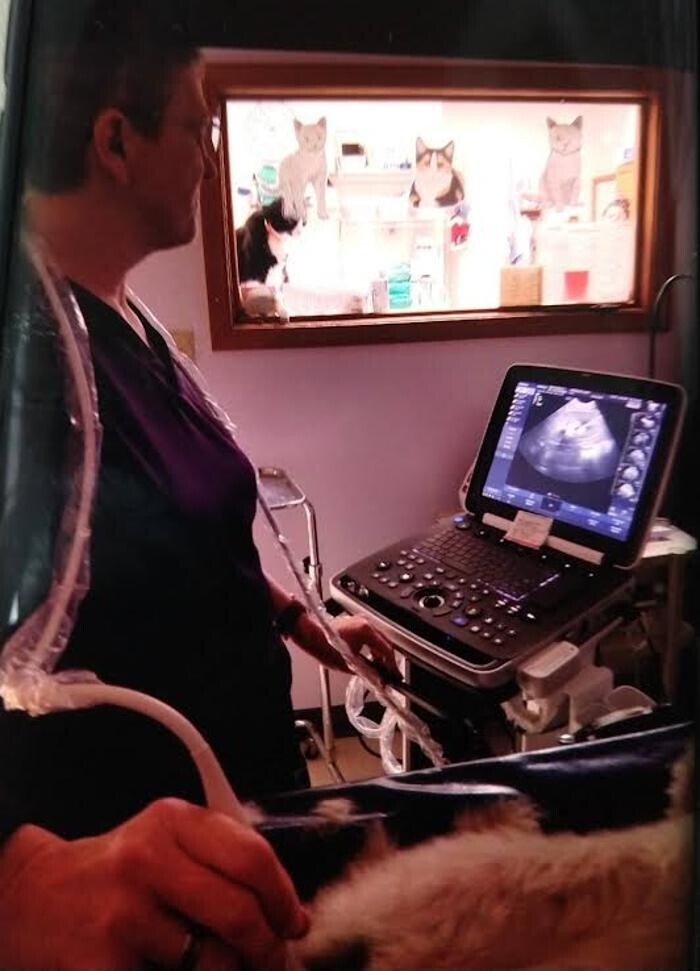 Images Wayne Heights Animal Hospital