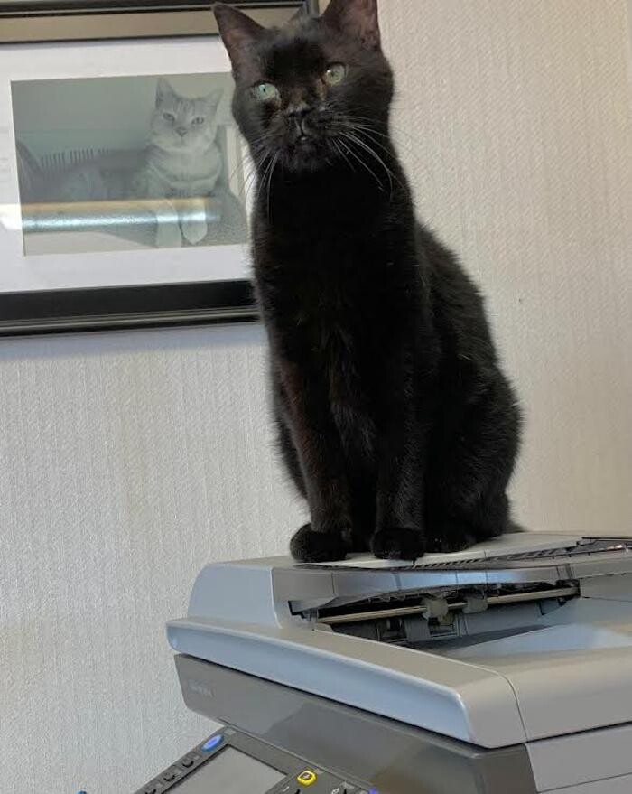 Images Wayne Heights Animal Hospital