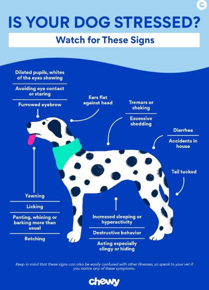 Images Wayne Heights Animal Hospital