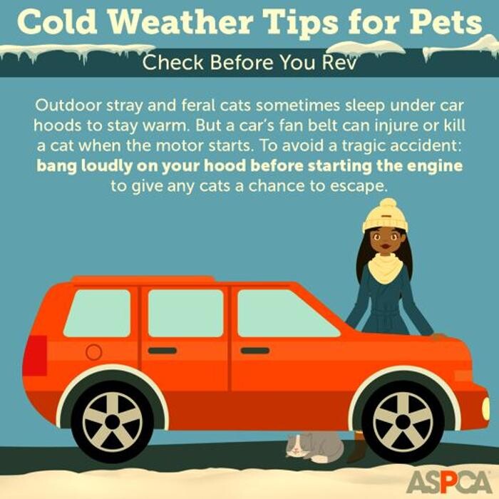 Images Wayne Heights Animal Hospital