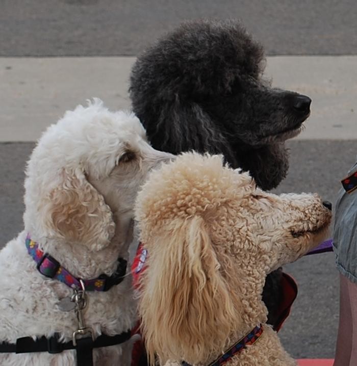 Images Leashes For Living Assistance Dog School