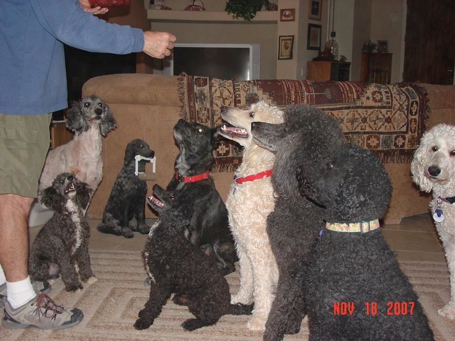 Images Leashes For Living Assistance Dog School