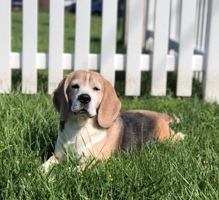 Images Pet Stop of WNY