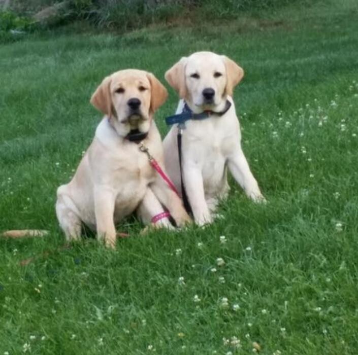 Images Pet Stop of WNY