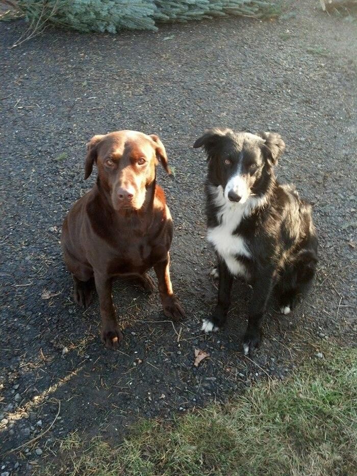 Images Pet Stop of WNY