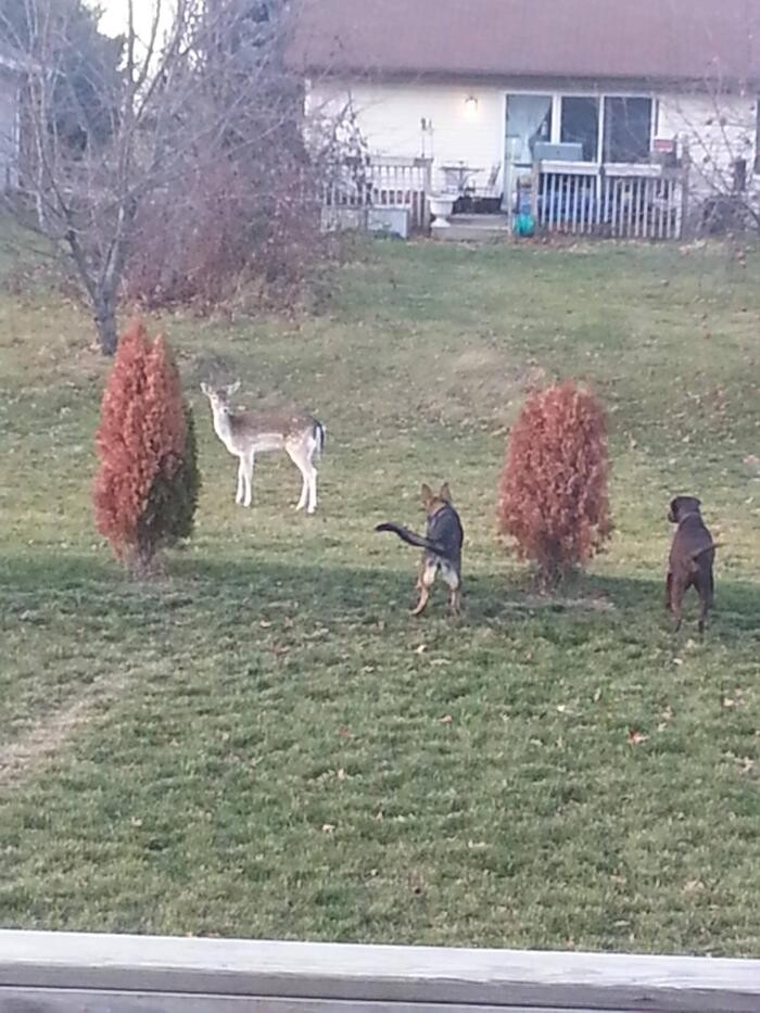 Images Pet Stop of WNY