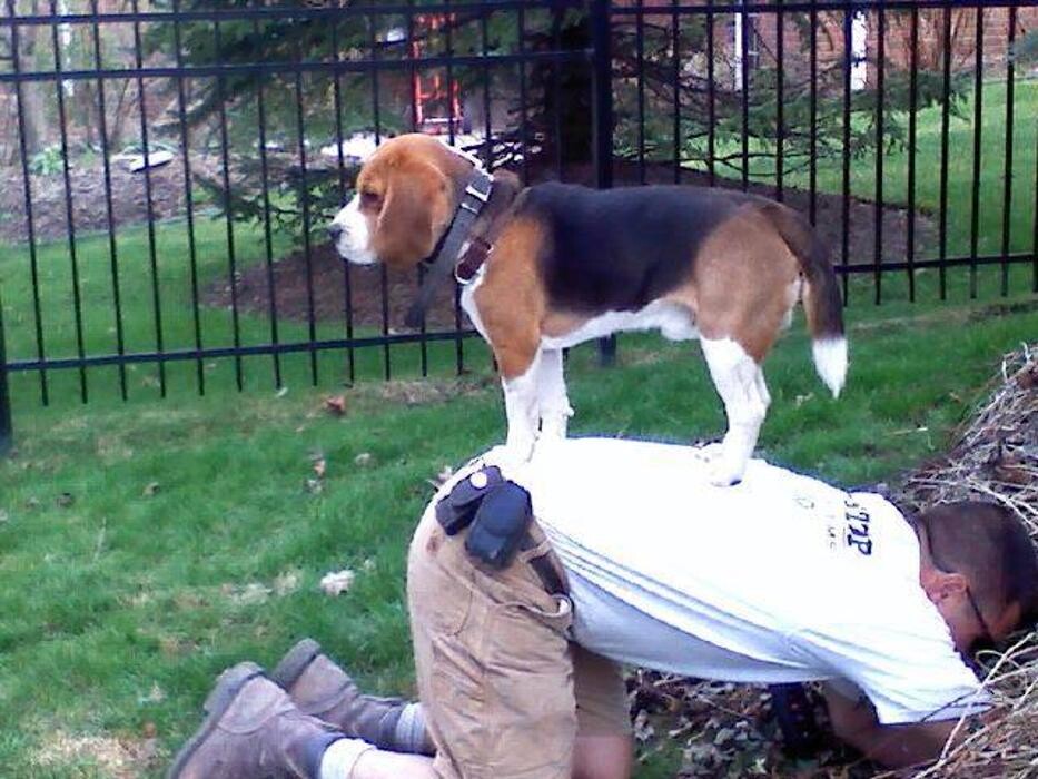 Images Pet Stop of WNY