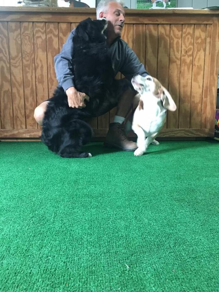 Images Pet Stop of WNY