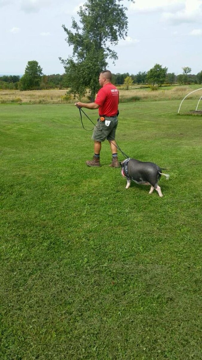 Images Pet Stop of WNY