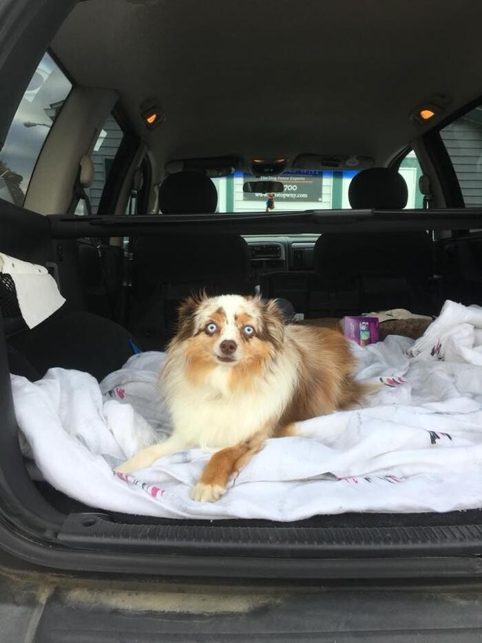 Images Pet Stop of WNY