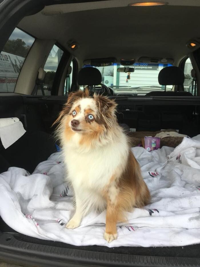 Images Pet Stop of WNY