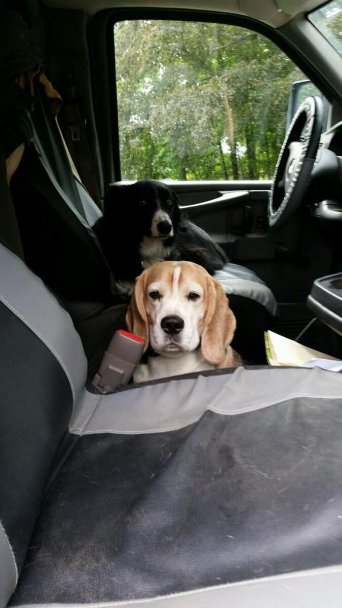 Images Pet Stop of WNY