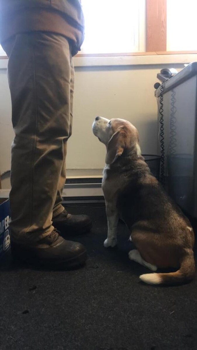 Images Pet Stop of WNY