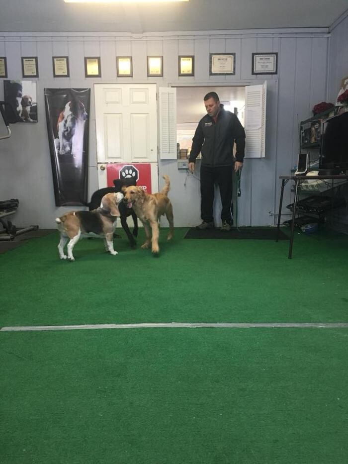Images Pet Stop of WNY