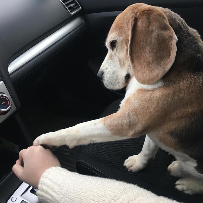 Images Pet Stop of WNY