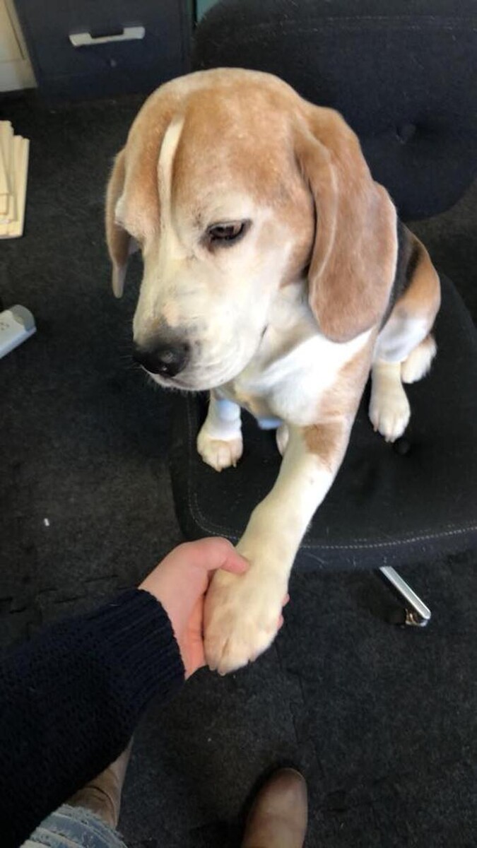 Images Pet Stop of WNY