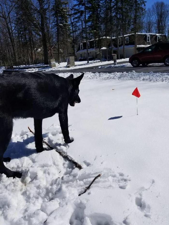 Images Pet Stop of WNY