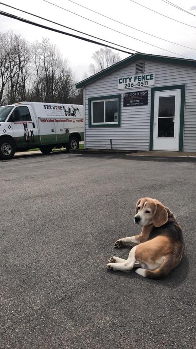 Images Pet Stop of WNY