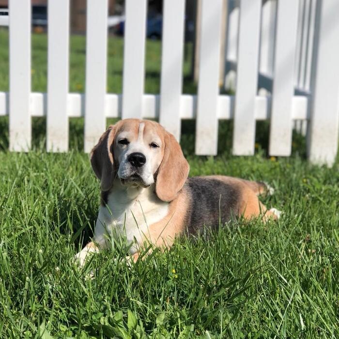 Images Pet Stop of WNY