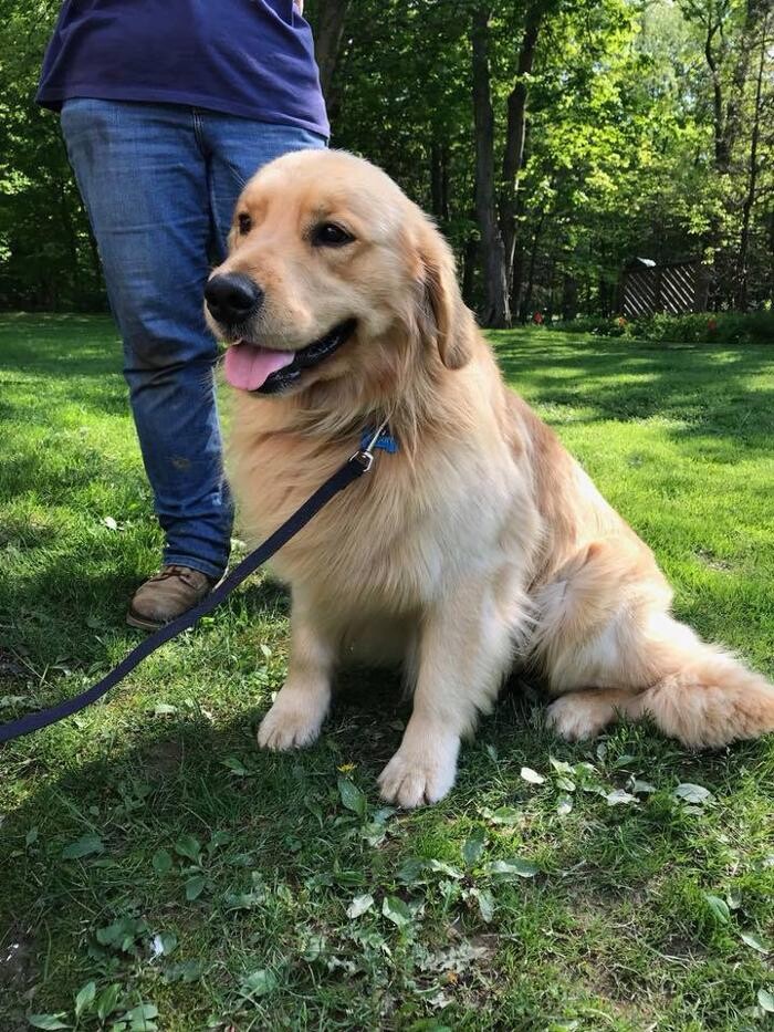 Images Pet Stop of WNY