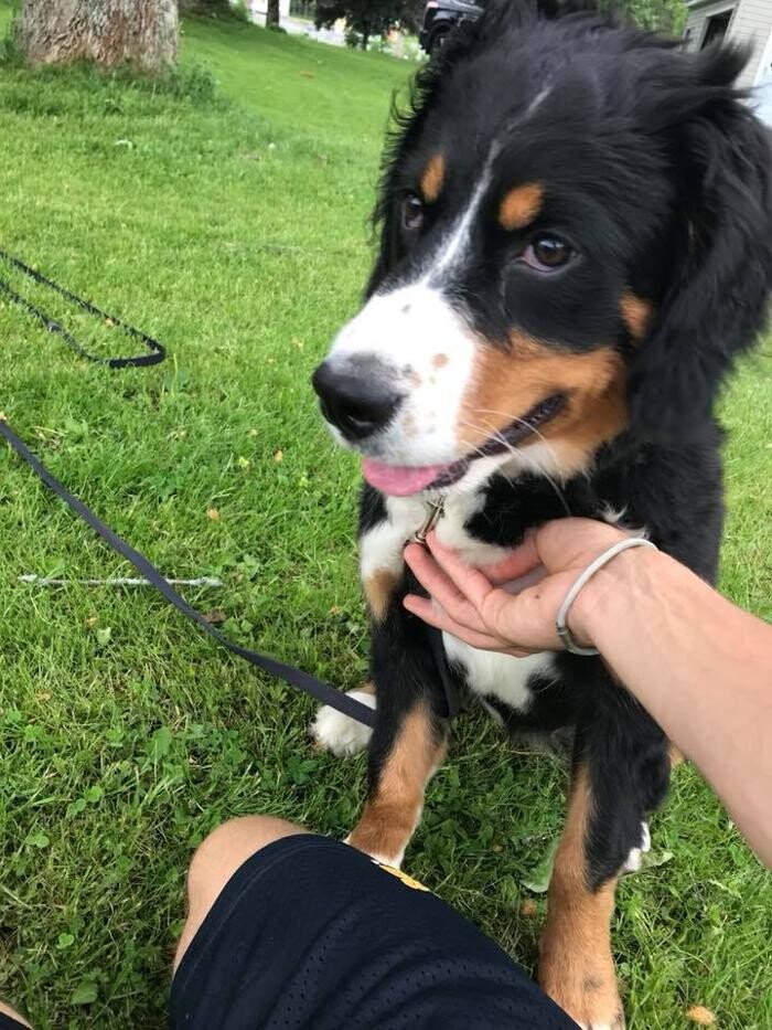 Images Pet Stop of WNY