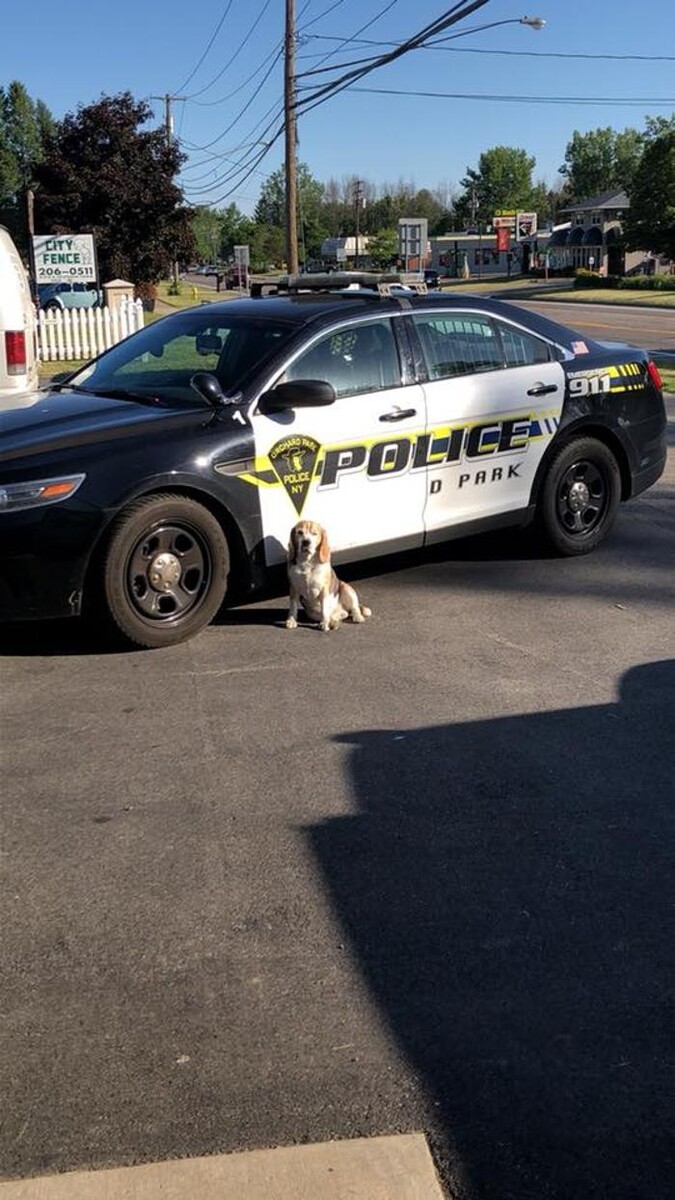 Images Pet Stop of WNY