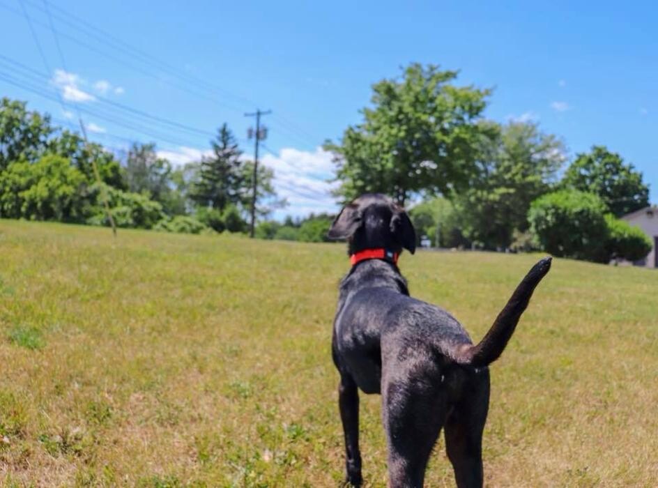 Images Pet Stop of WNY