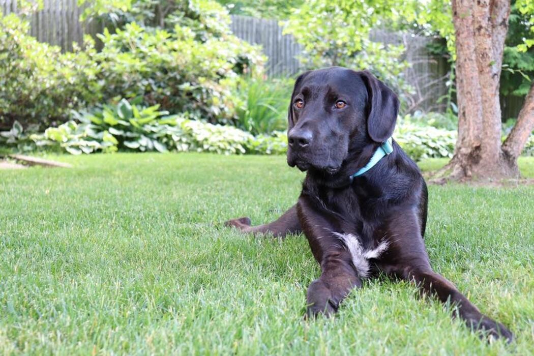 Images Pet Stop of WNY