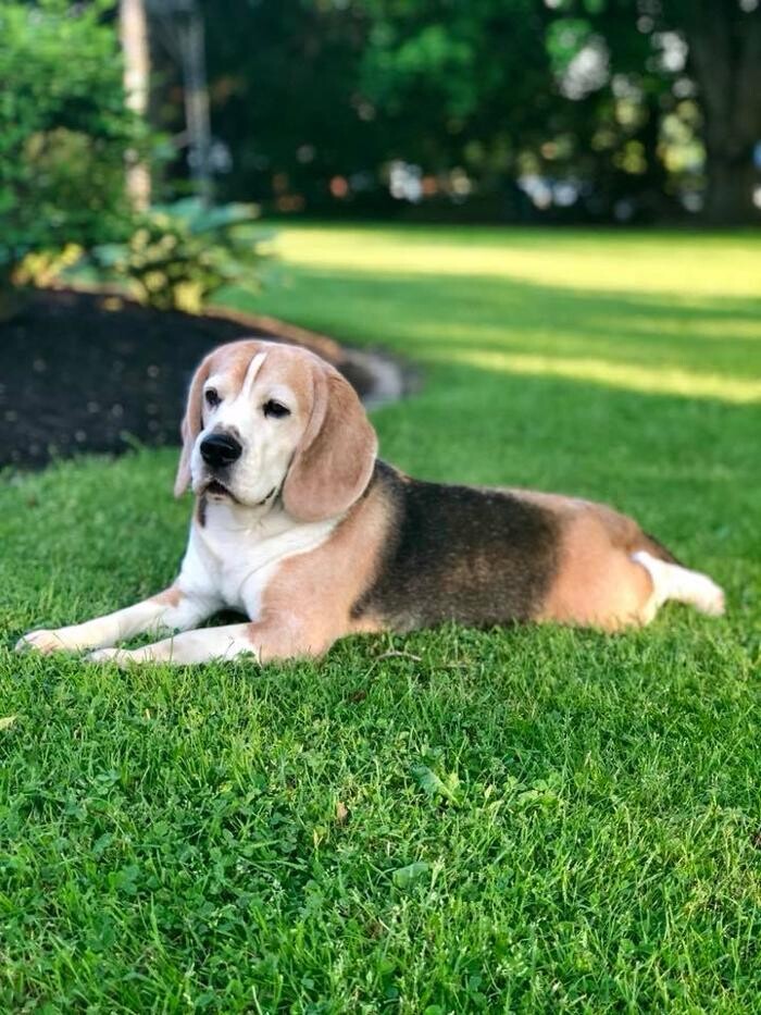 Images Pet Stop of WNY