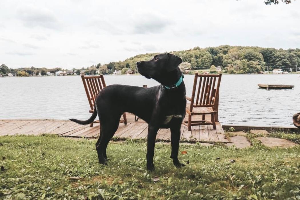 Images Pet Stop of WNY