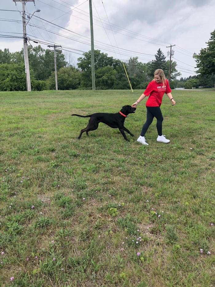 Images Pet Stop of WNY