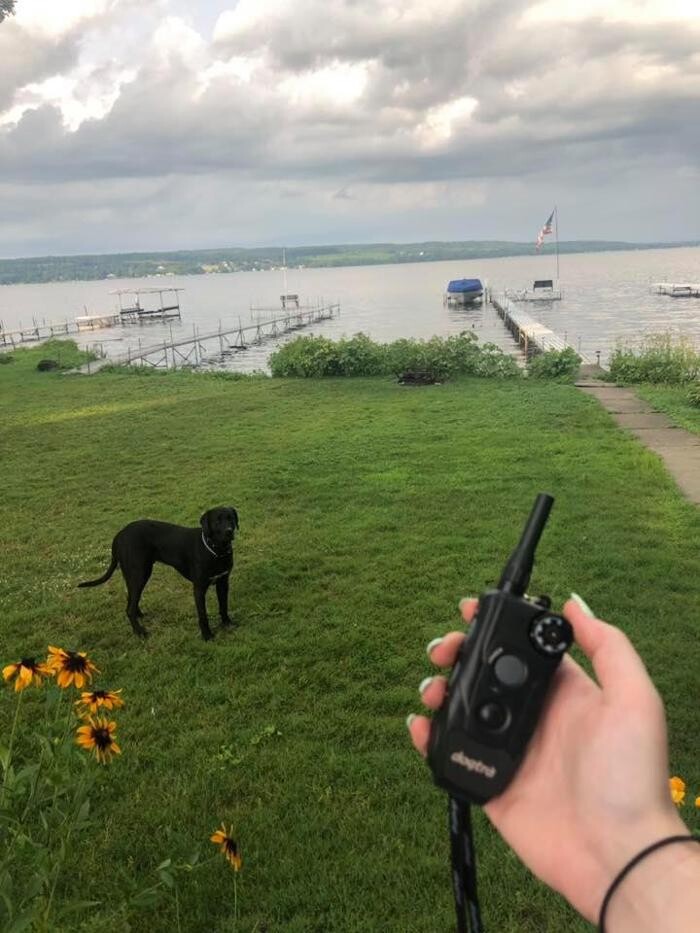 Images Pet Stop of WNY