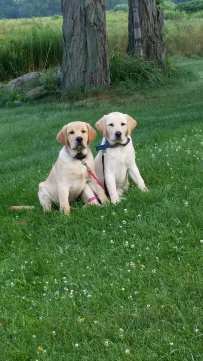 Images Pet Stop of WNY