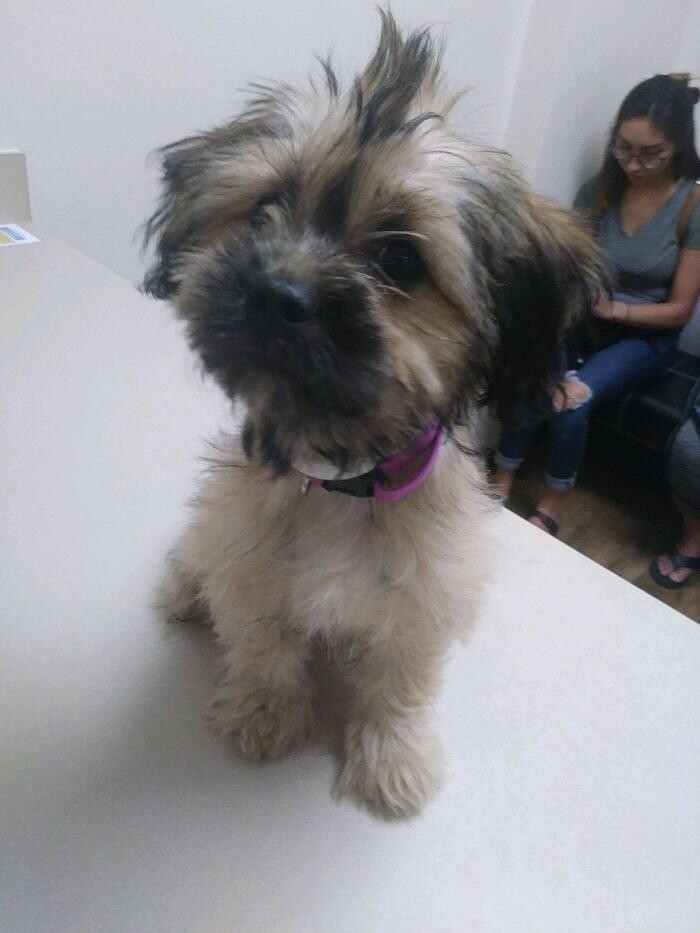 Images Low Cost Pet Vet