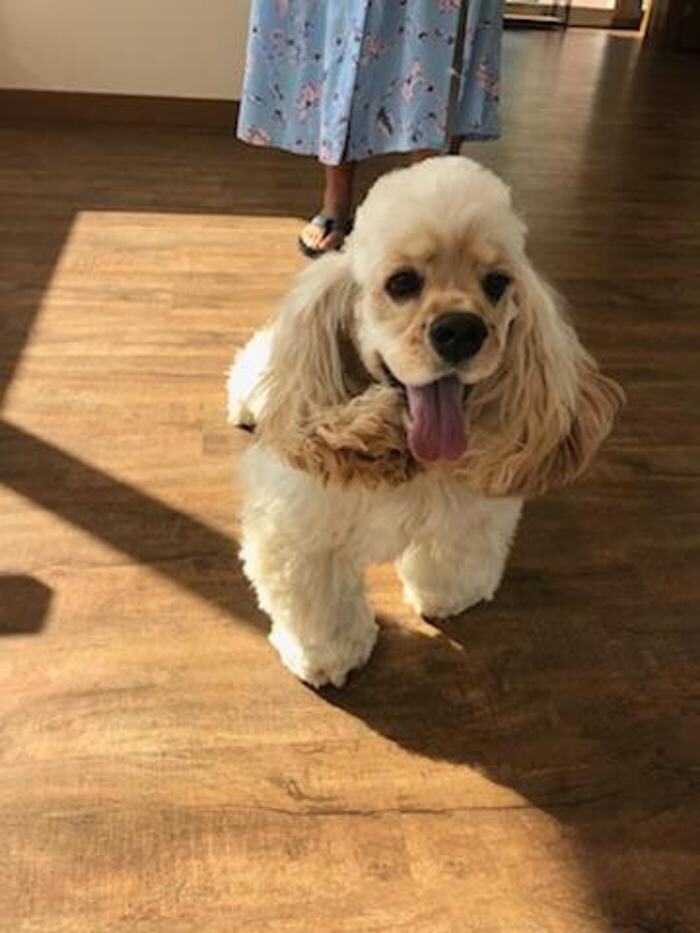 Images Low Cost Pet Vet