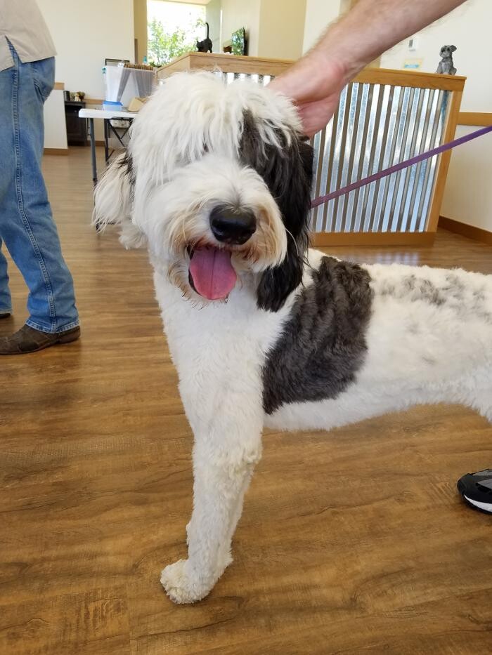 Images Low Cost Pet Vet