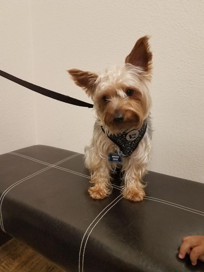 Images Low Cost Pet Vet