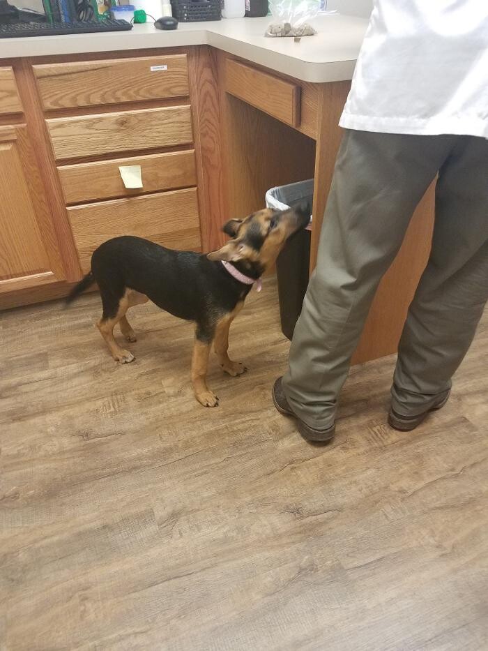 Images Low Cost Pet Vet