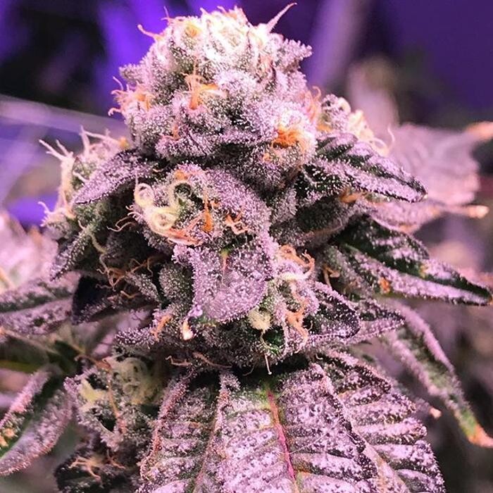 Images The Superior Dispensary