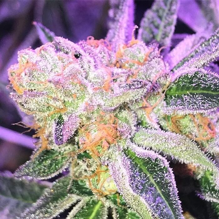 Images The Superior Dispensary