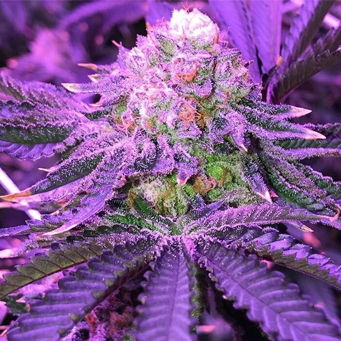 Images The Superior Dispensary